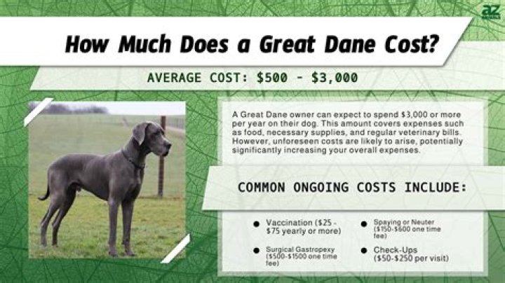 How much do blue Great Danes cost?