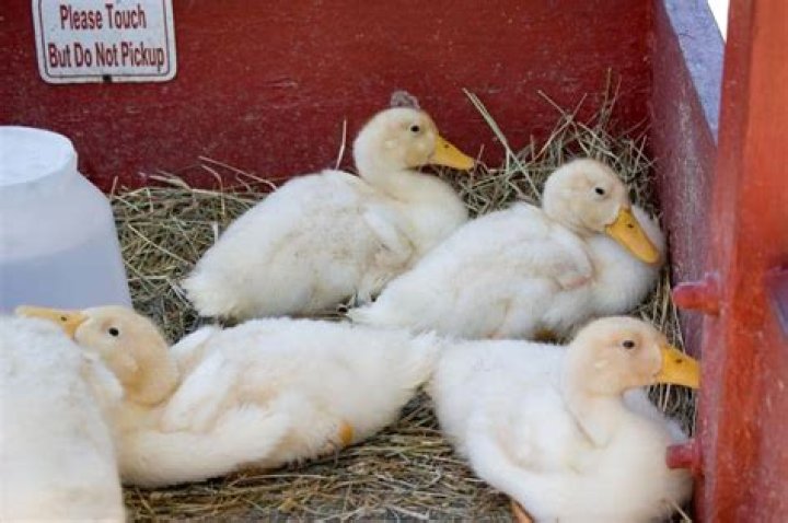 How much does a rubber duck weigh?