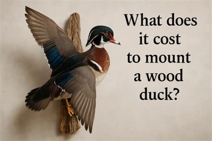 How much does it cost to mount a duck?