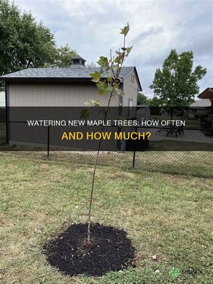 How much should I water my maple tree?
