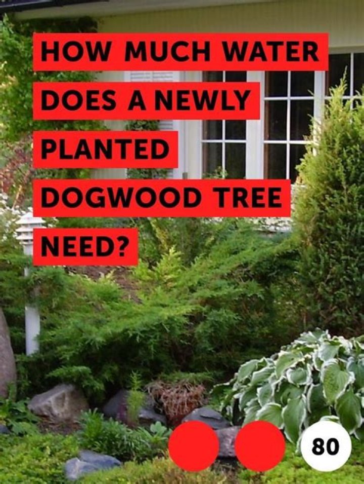 How much water do dogwood trees need?