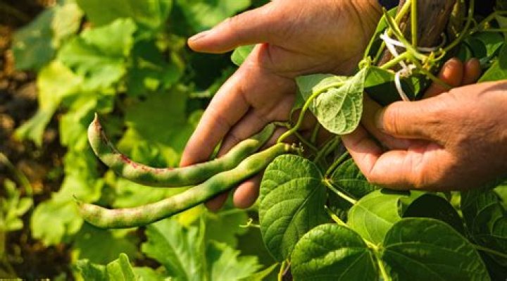 How often do you fertilize green beans?