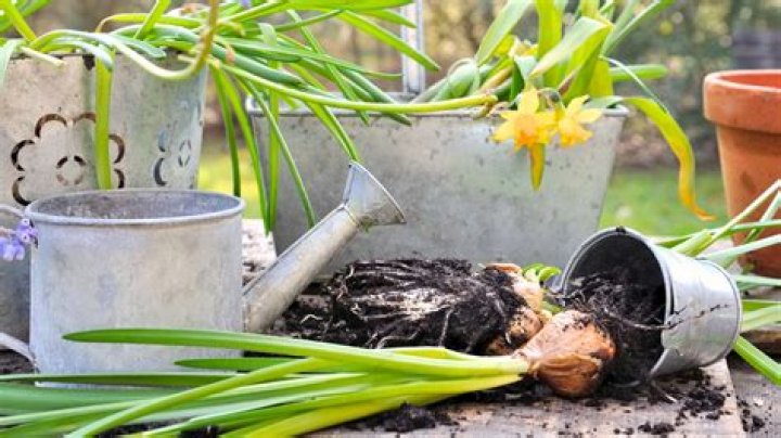 How often should you divide daffodils?