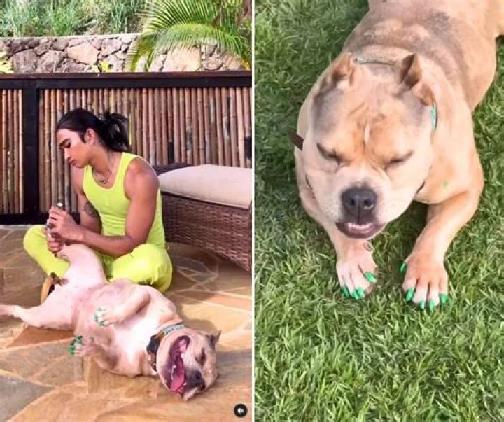 Influencer Bretman Rock Treats His Rescue Pitbulls and Bulldogs to Pedicures and Gossip