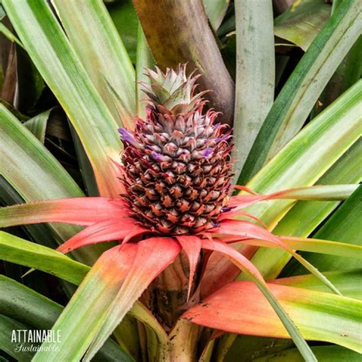 Is a pineapple an air plant?