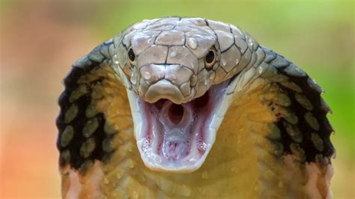Is blind snake dangerous?