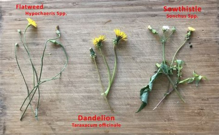 Is dandelion root poisonous to dogs?
