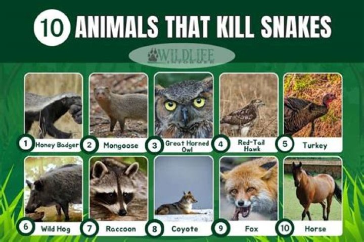 Is it illegal to kill snakes in Kentucky?