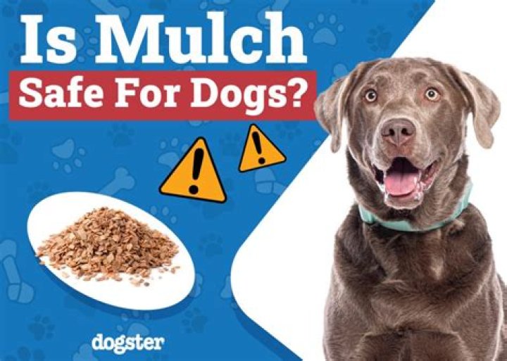 Is it safe for dogs to eat mulch?