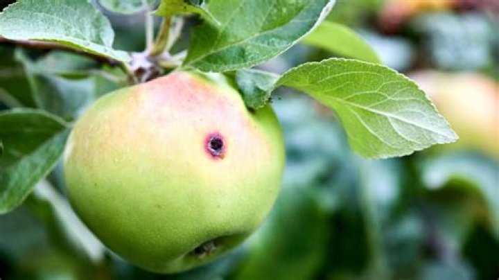 Is it safe to eat apples with worm holes?