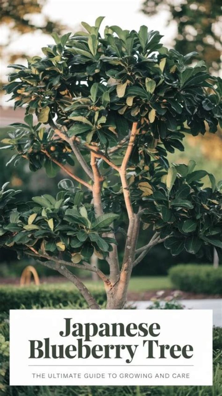 Is Japanese blueberry poisonous?