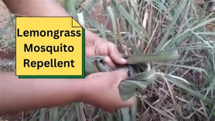 Is Lemongrass poisonous to animals?
