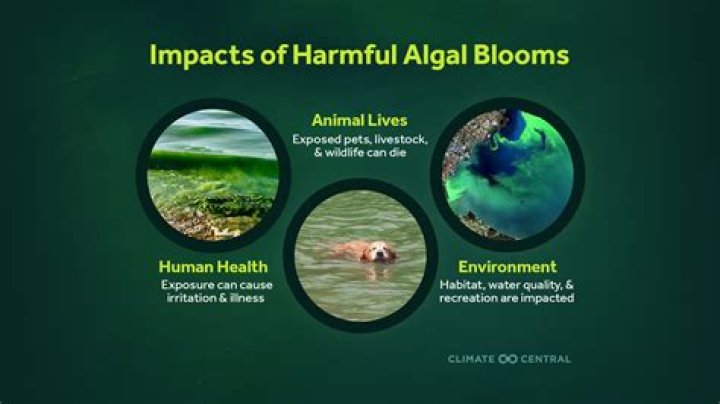 Is MSMA harmful to humans?