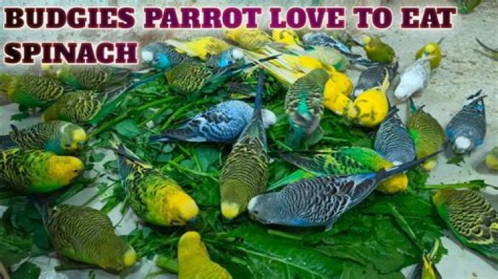 Is spinach OK for budgies?
