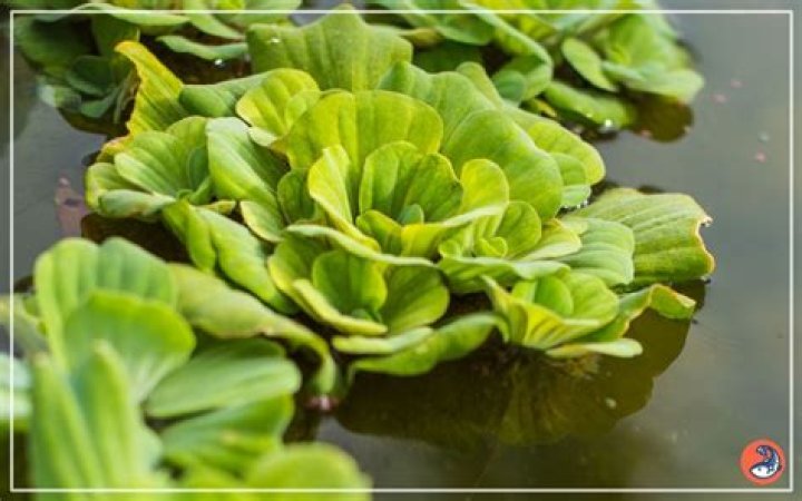 Is water lettuce good for fish?