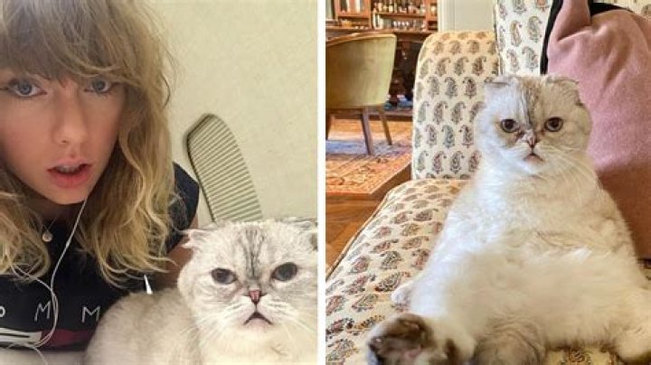 “Joe Alwyn posted a photo of Taylor Swift’s cat Benjamin Button” links