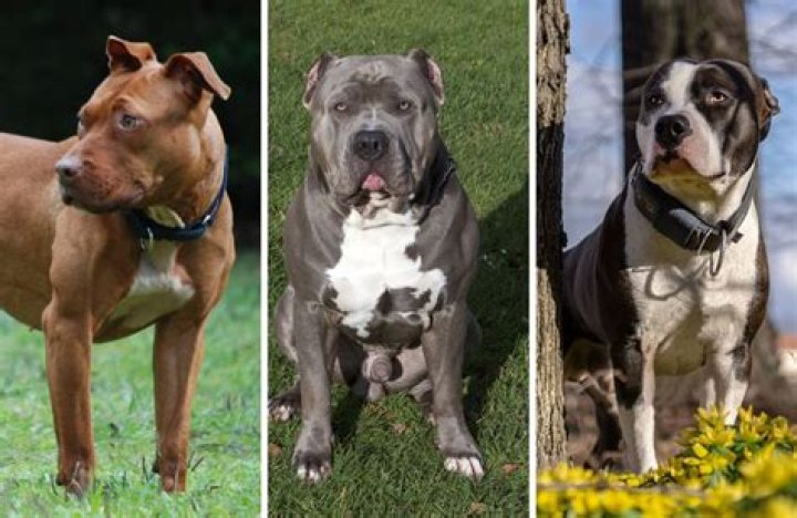 Jon Bernthal talks to Esquire about pit bulls, being a gun owner & the alt-right