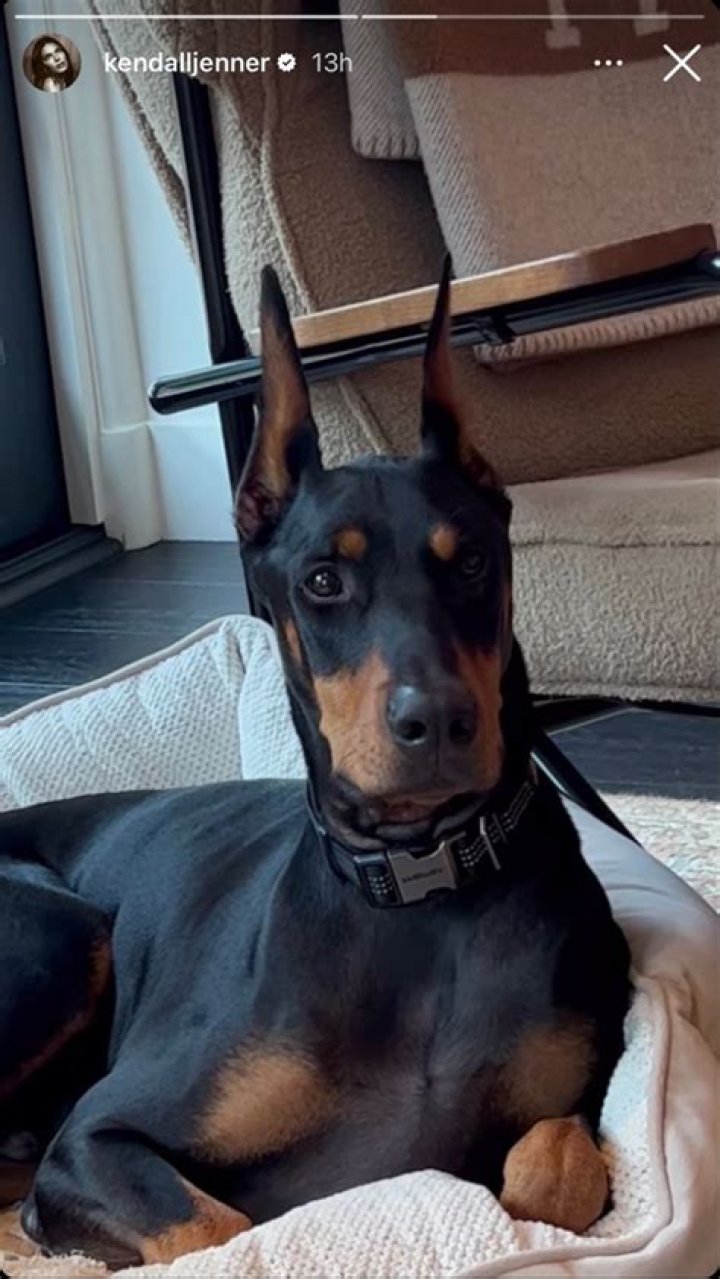 Kendall Jenner’s Doberman apparently did not bite the child, he only growled