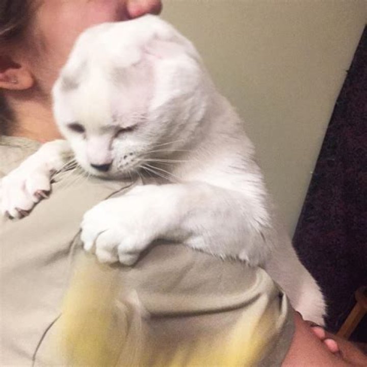 Kitty (Otitis) who lost his ears finds new home and thousands of Instagram followers