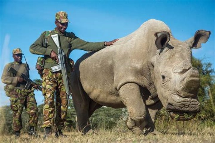 Last Rhino Dies: a Tragedy Caused by Poaching