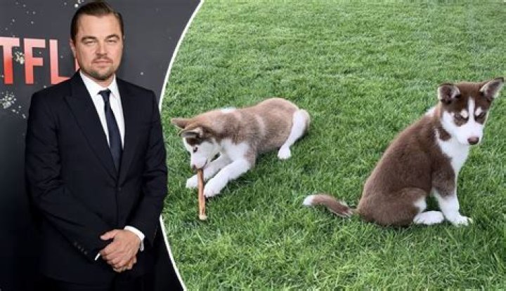 Leo DiCaprio jumped into a frozen lake to save Camila Morrone’s dogs