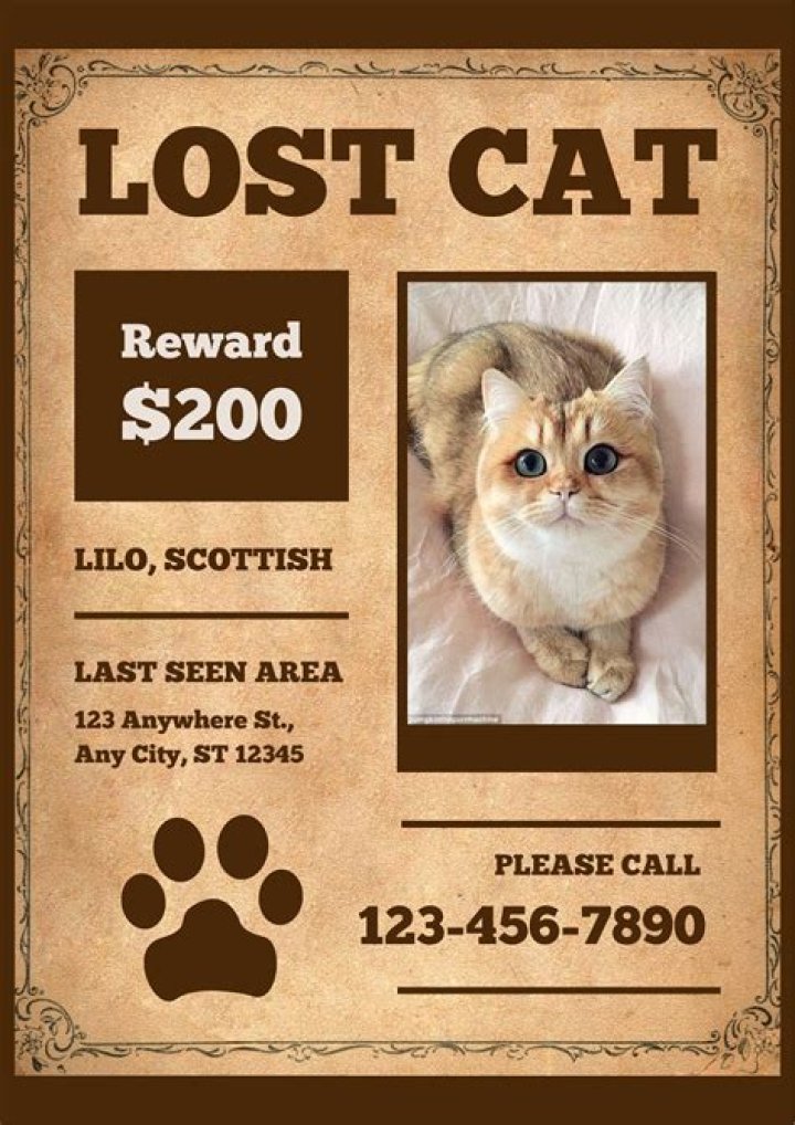 Lost Cat Goes on a 2,000 Mile, 4-year Mystery Trip from California to Canada