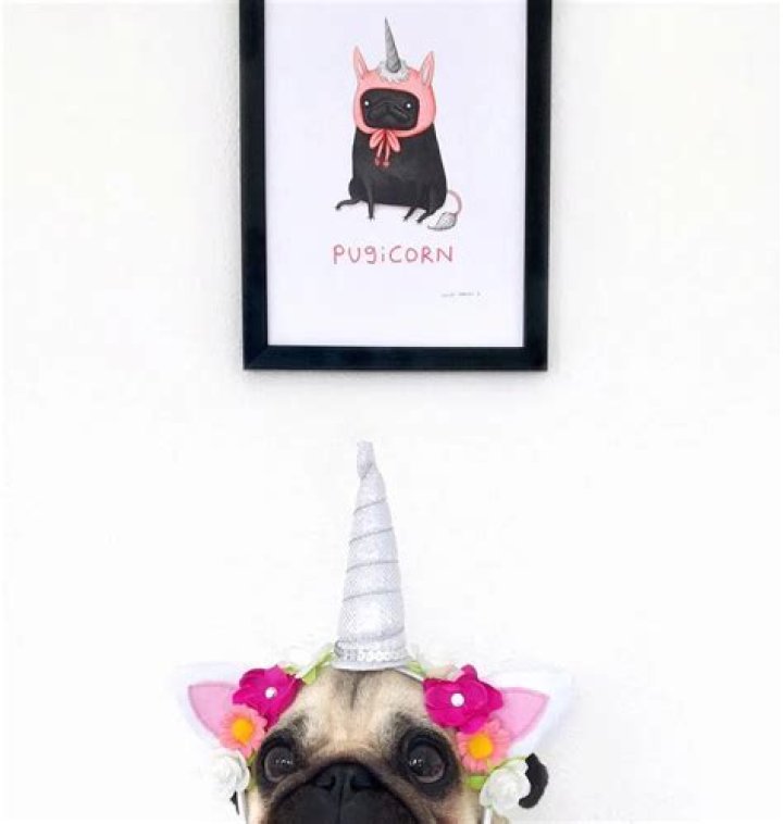 LouLou the Pug will steal your man
