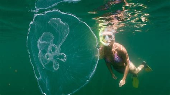 Matt Damon: you’re not supposed to pee on jellyfish stings, take a bath