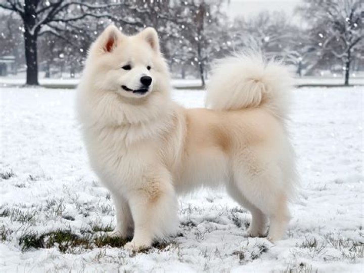 Owner of Samoyed dogs knits their fur into scarves that are ‘like angora’