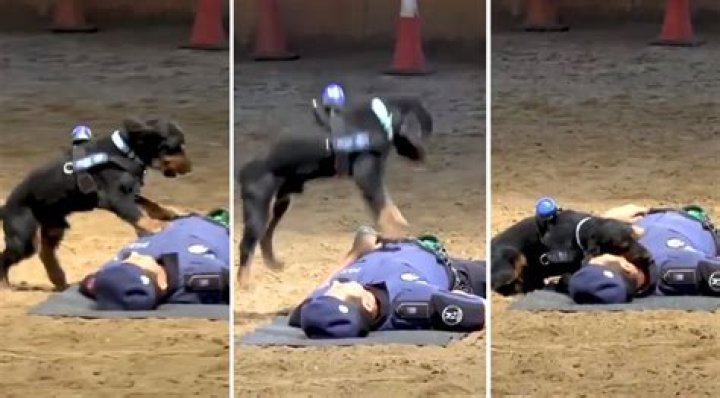 Poncho the Paramedic Pup Went Viral for Performing CPR on a Police Officer