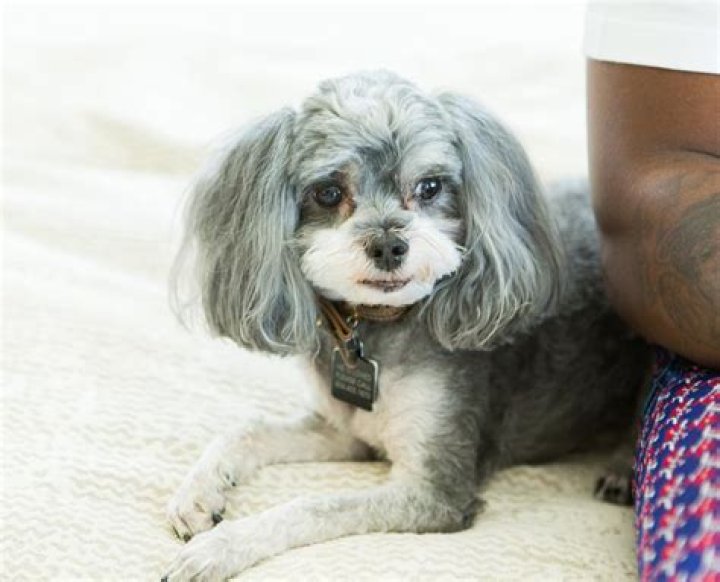 Pusha T Pets - Celebrity Pets