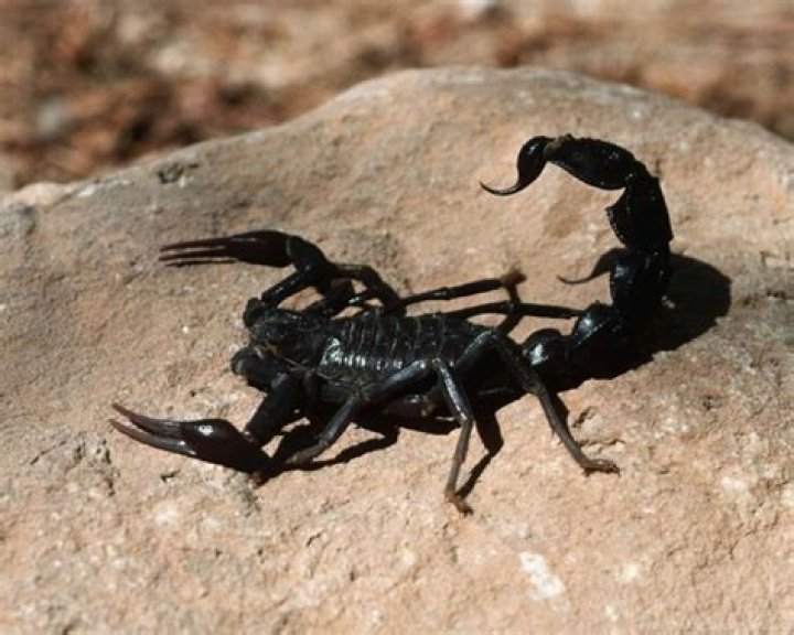 Scorpion - Cast, Ages, Trivia