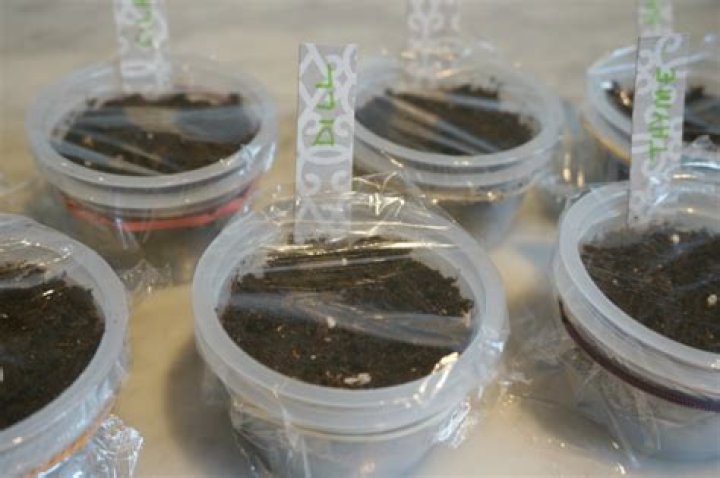 Should I cover seeds with plastic wrap?