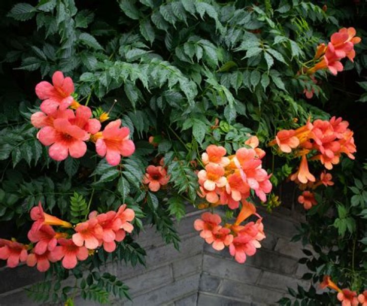 Should you prune trumpet vine?