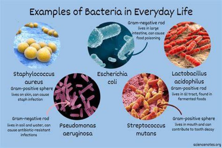 Study finds that over 40% of soda fountains have bacteria