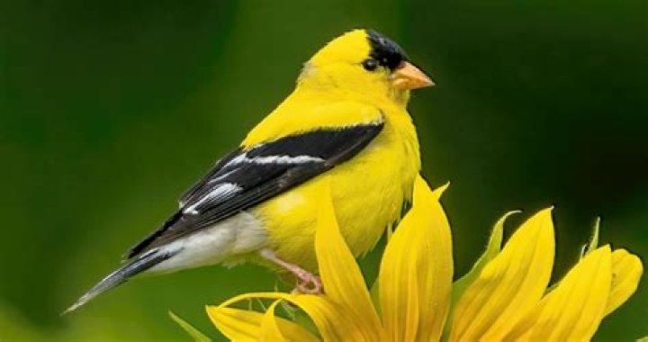 The Goldfinch - Cast, Ages, Trivia