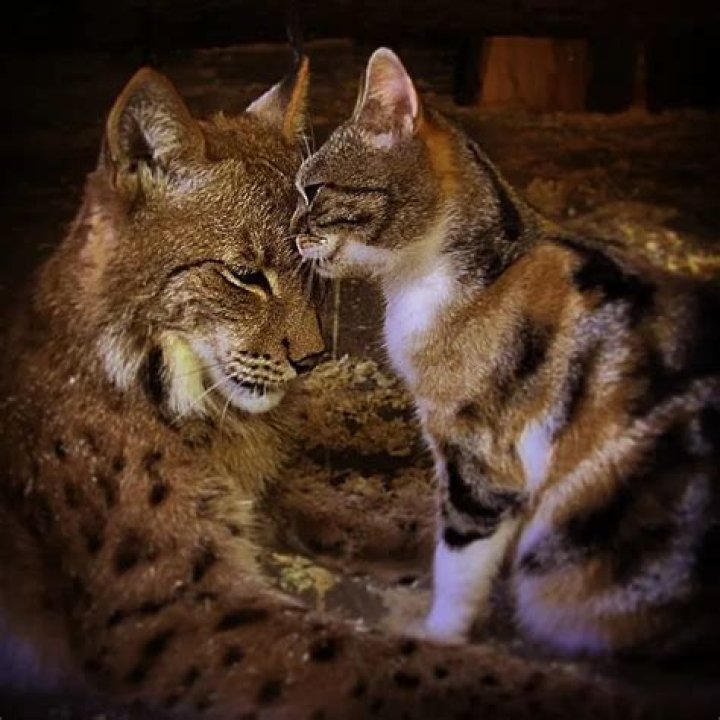 This cat and lynx couple prove love can be found anywhere