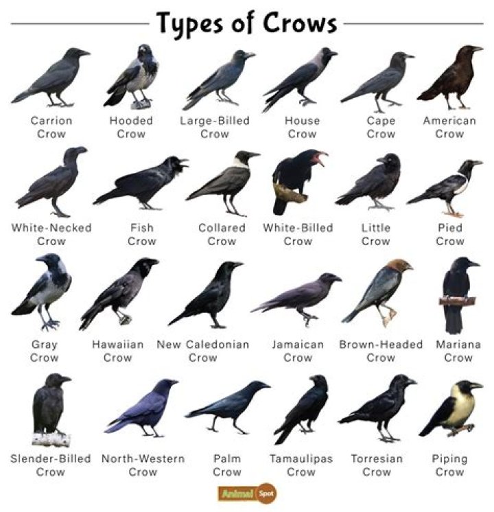 Toxic Crow - Age, Family, Bio