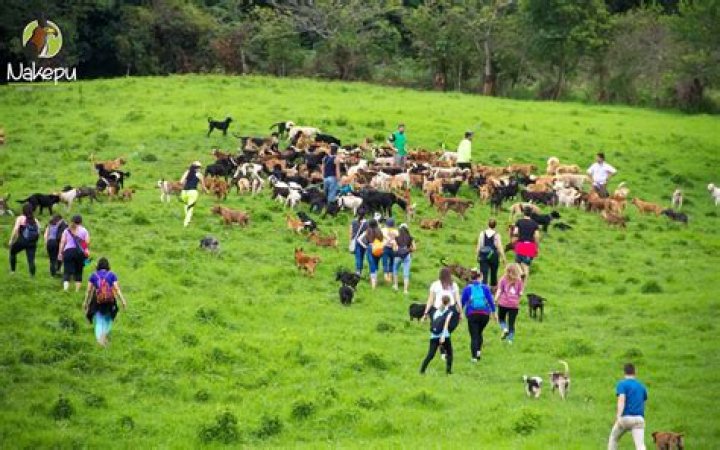 Tropical Pupper Paradise – Costa Rica Farm Sanctuary Home For Over 900 Strays