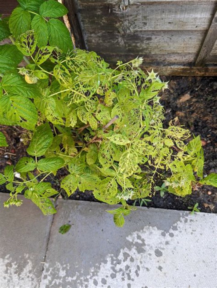 What's eating my raspberries?