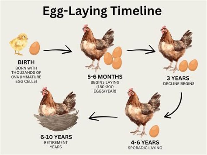 What age do silkie chickens lay eggs?