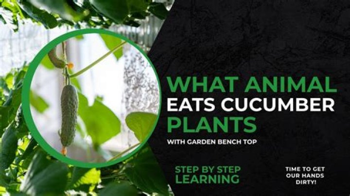 What animal eats mint plants?