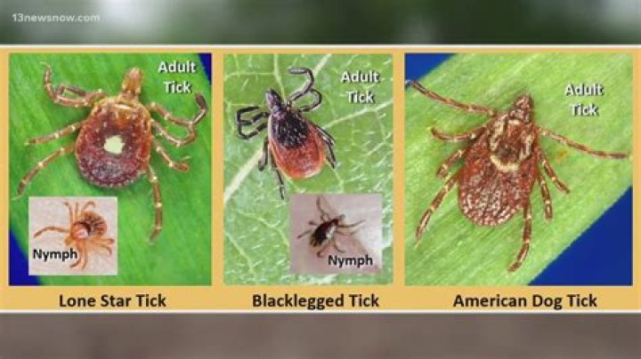 What animal eats the most ticks?