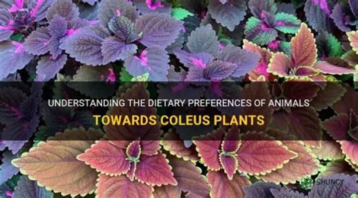 What animals eat coleus?