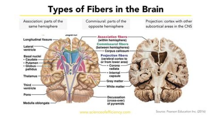 What are bundles of nerve fibers in the CNS called?