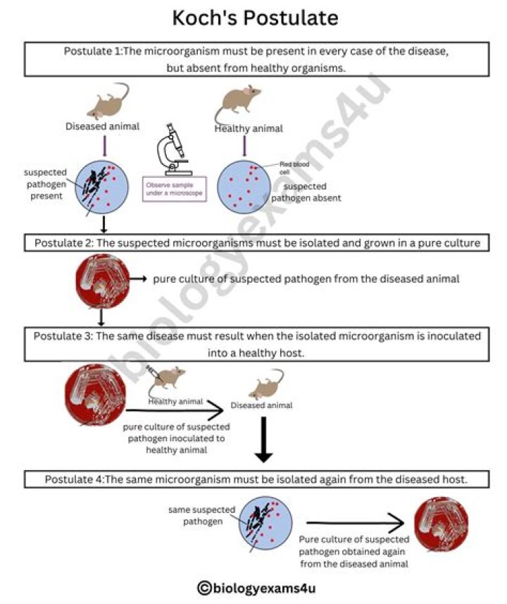 What are the 4 Koch’s postulates?