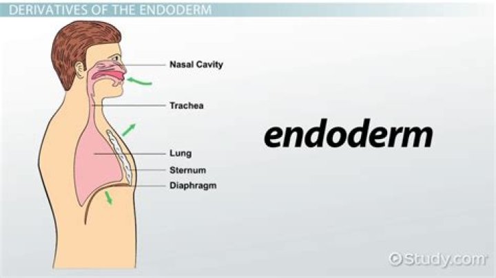 What are the derivatives of endoderm?