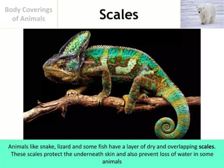 What are the different body coverings of animals?