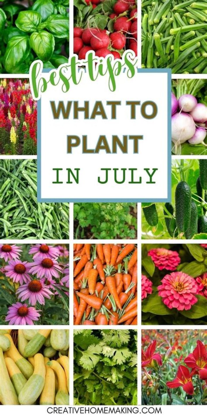 What can I plant in August in California?