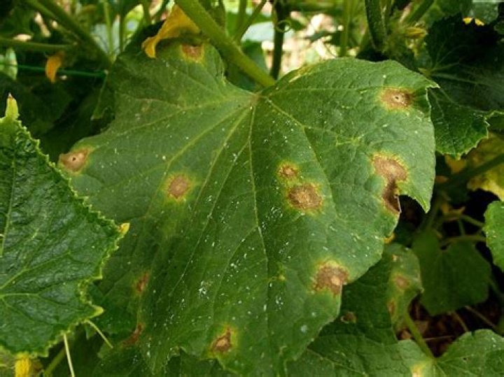 What causes brown spots on cucumber leaves?